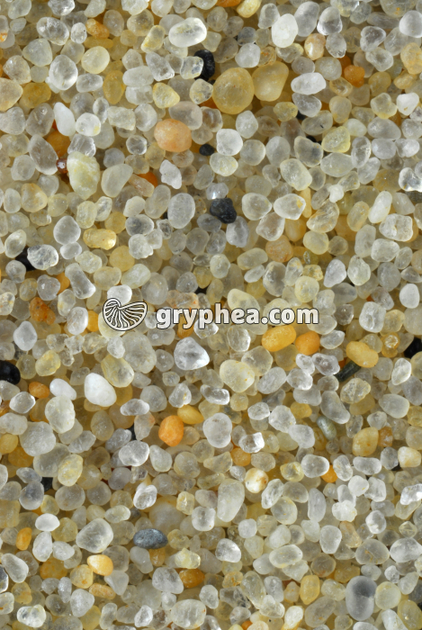 Sable - Dune du Pyla (Gironde) x4 - gryphea.org